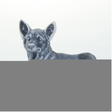 Корги маленький